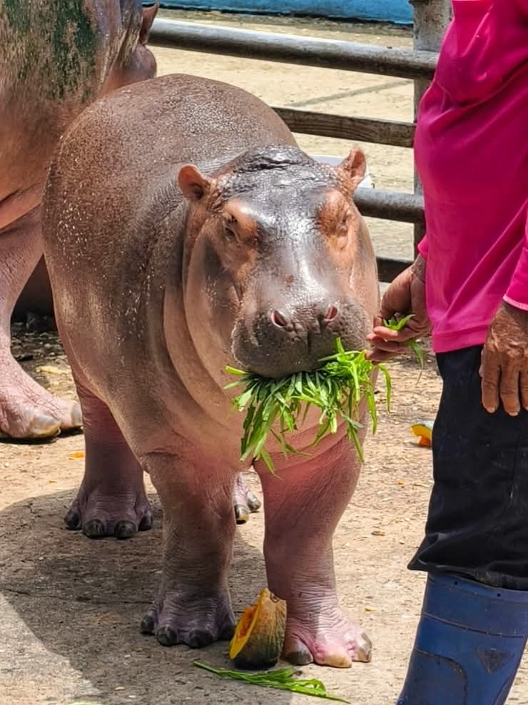 HomdaengH's tweet photo. 🥬 โลกไม่ยุติธรรมไม่ยุติธรรม ขนาดกินผักเป็นกะละมังยังไม่เห็นจะผอมเลยอะ 🦛

#ฮิปโป #hippo #hippopotamus #หอมแดง #HomDaeng #สวนสัตว์ศรีสะเกษ #ศรีสะเกษมีดี https://t.co/m8b2VnPB5B