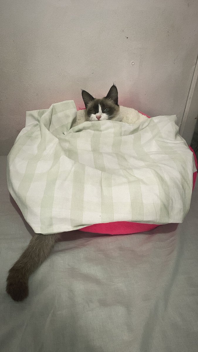 Não é fácil ser pai solteiro. Voltei cedo do rolê porque meia-noite e ponto tenho que dar remédio para Maya que tá com gengivite (vai ficar melhorzinha já já)