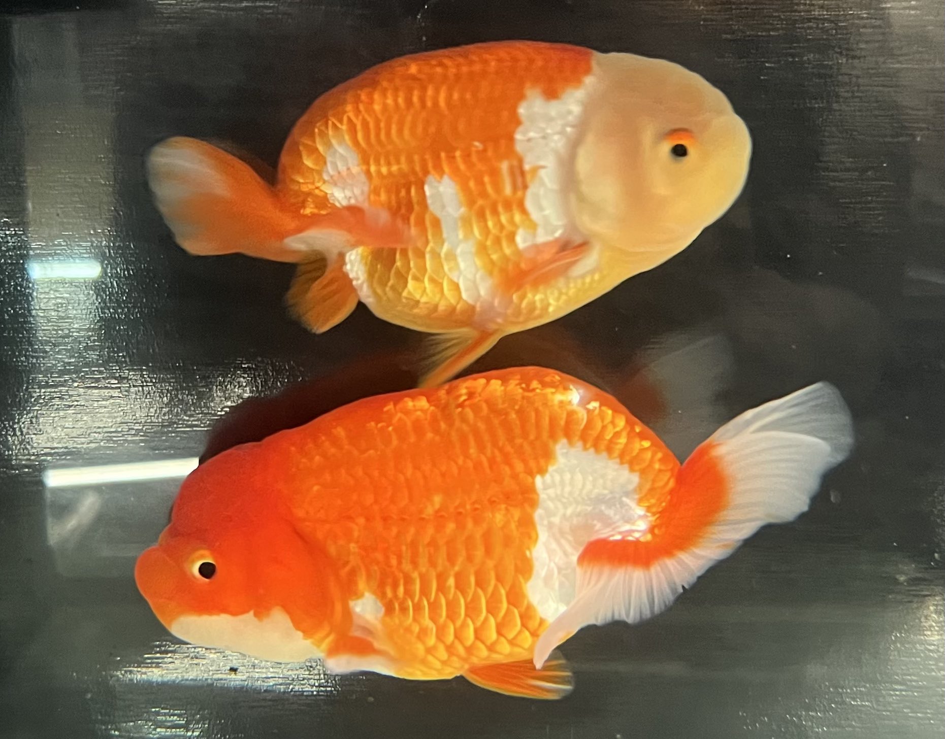 ❤ ハイカラ金魚❤ まかろにベビー psychedelic 抽選販売受付開始みたいですよ