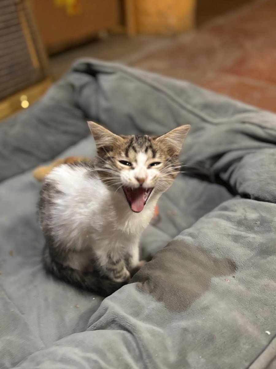 FundacionToby's tweet photo. Hola! Soy Padme, tengo 3 meses, vacunas completas y desparasitación. 

Me falta mi esterilización pero se firma compromiso con fundación toby por que sigo muy bb y los doctores no lo recomiendan, me hicieron prueba de sida y leucemia y salí negariva. 

Me adoptas? https://t.co/JLwza8Zk6p