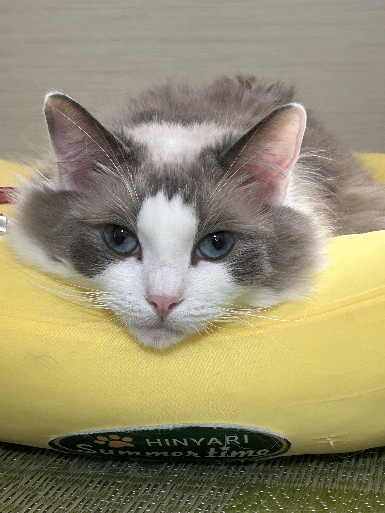 ねこ♡ 綺月/ DM🐢/殺陣🔰/治療に入ります！💪 on X: 