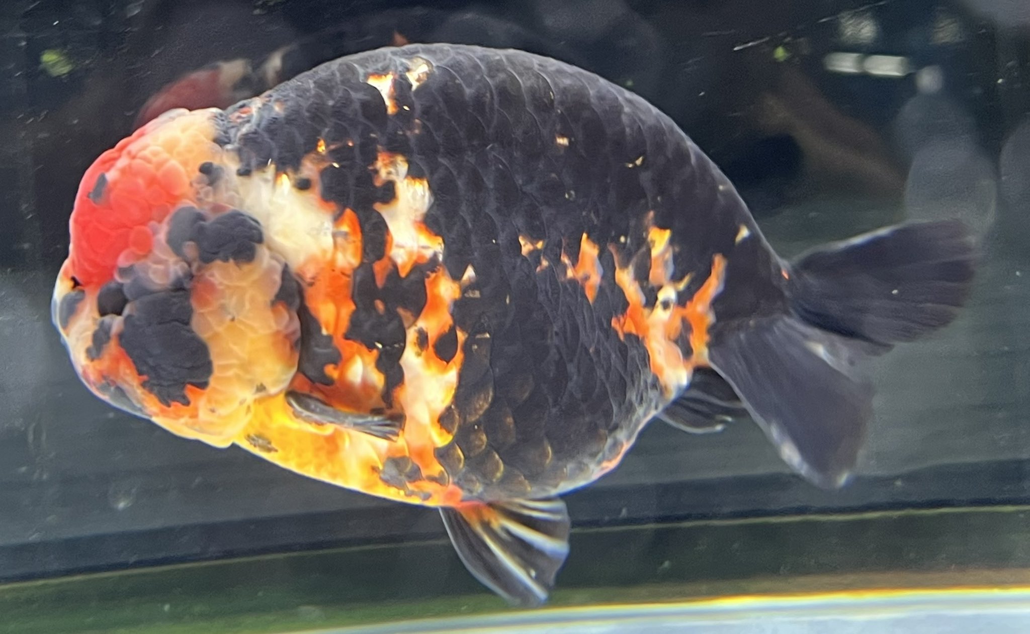 かねだい伊勢原【金魚・メダカ ・鯉】 on X: 