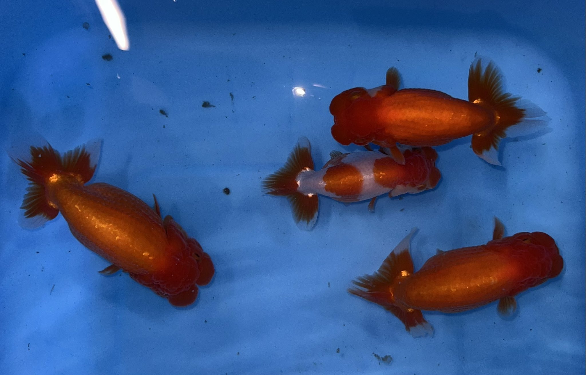 ❤ ハイカラ金魚❤ ジップベイツ ザブラバイブ58-13GZBL 限定カラー（ZBL VIB58-13G