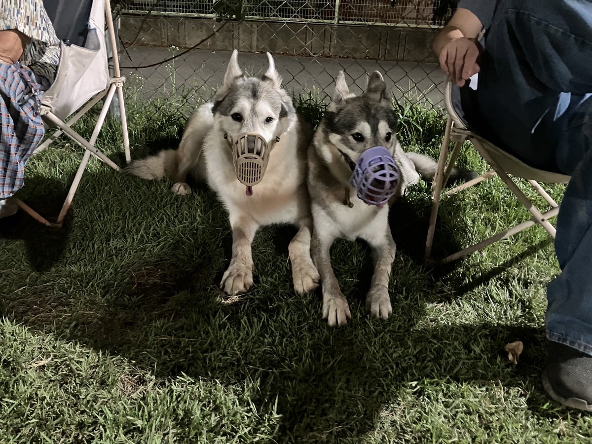 EWolfdog's tweet photo. 夜10時迄やっているドックラン。助かるけどフリーランのためエルサたちははマズルガート。それでも楽しかったね。 https://t.co/HdYv2PZMFT