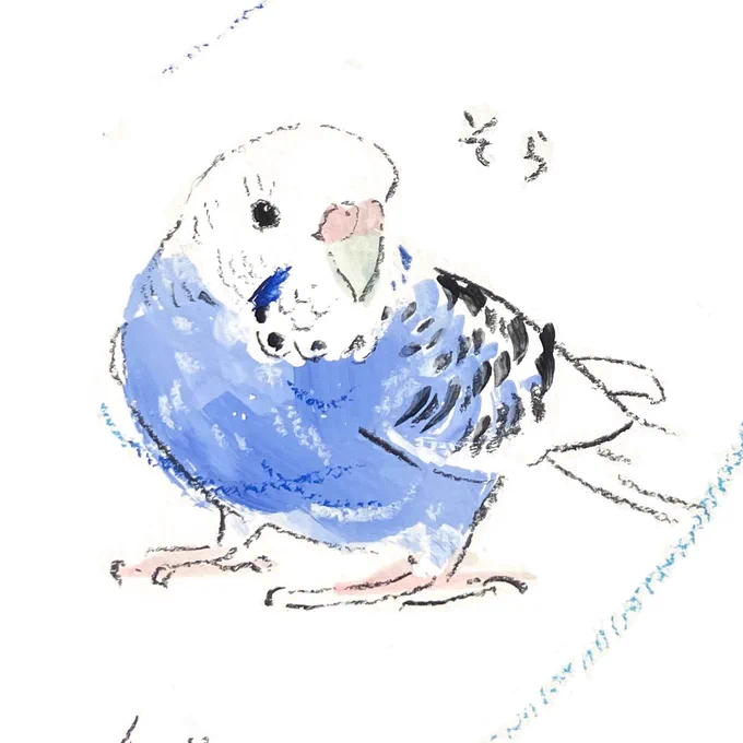 #新宿ことりまつり オーダーイラストのご紹介 今回はセキセイインコさんをほんとにたくさん描かせていただきました! 空と雲のようなお色のセキセイインコさん (会期は終了しました