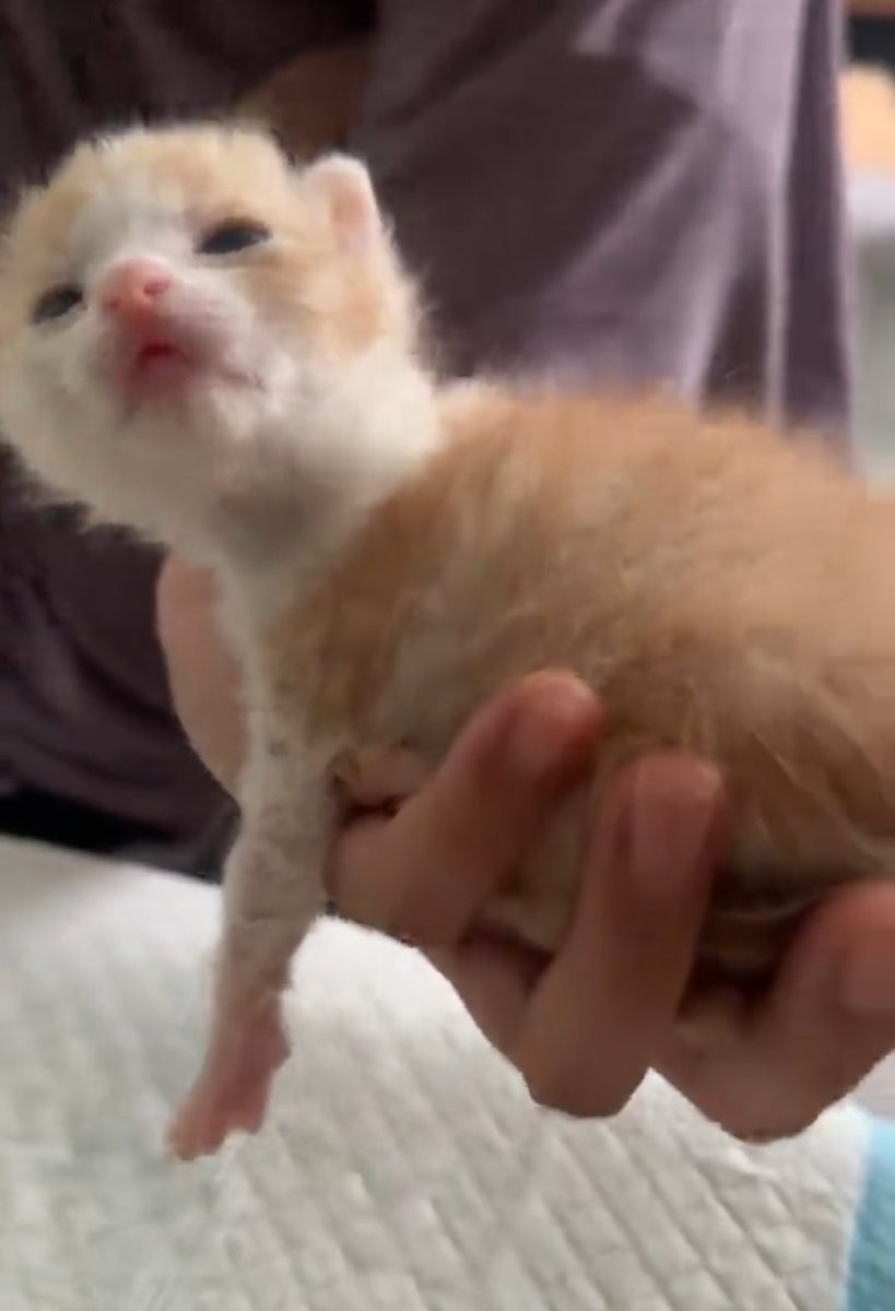 please help ,, my son,,, he is stupit,,