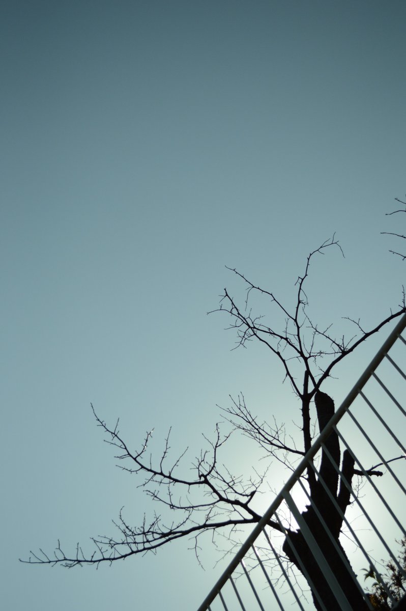 UniquesUnited's tweet photo. #木 #シルエット #柵 #indies_gram #写真で伝えたい私の世界 #tree #silhouette #fence #subjectivelyobjective https://t.co/b1IhIi9QCA