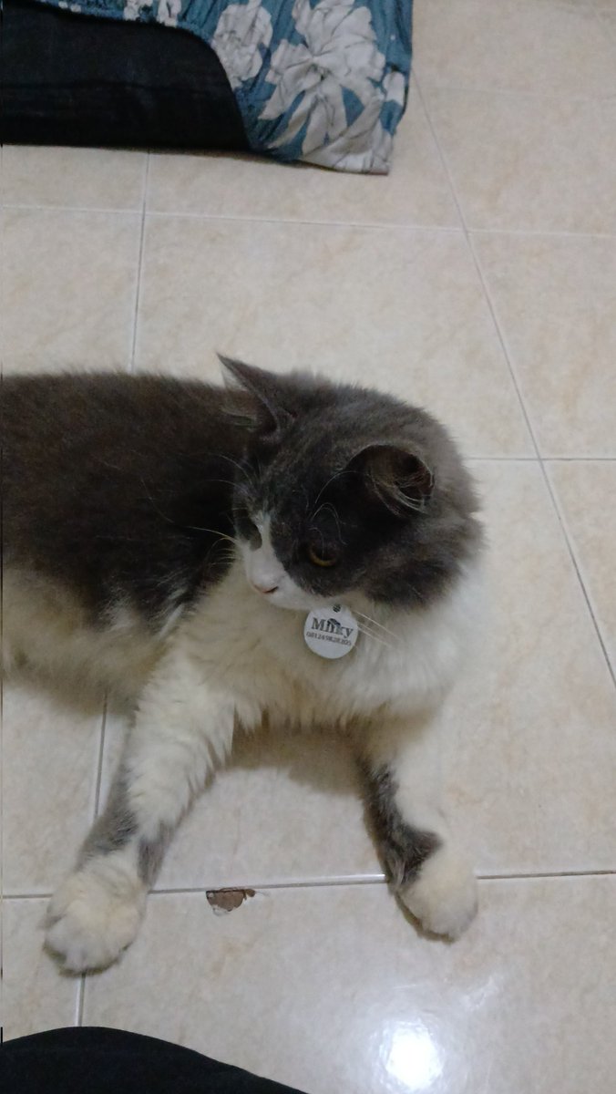 Acaaa816's tweet photo. temen temen ada yang mau rawat kucingku ga, aku yang akan nanggung makan nya selama dia aman dan sehat, yang penting komitmen untuk ngerawat dia dengan baik aja aku bakal seneng banget, plisss yang dom malang boleh dong tolong banget dm aku, aku lagi butuh banget🥺😢🥹 https://t.co/Gr4UzjYFgS
