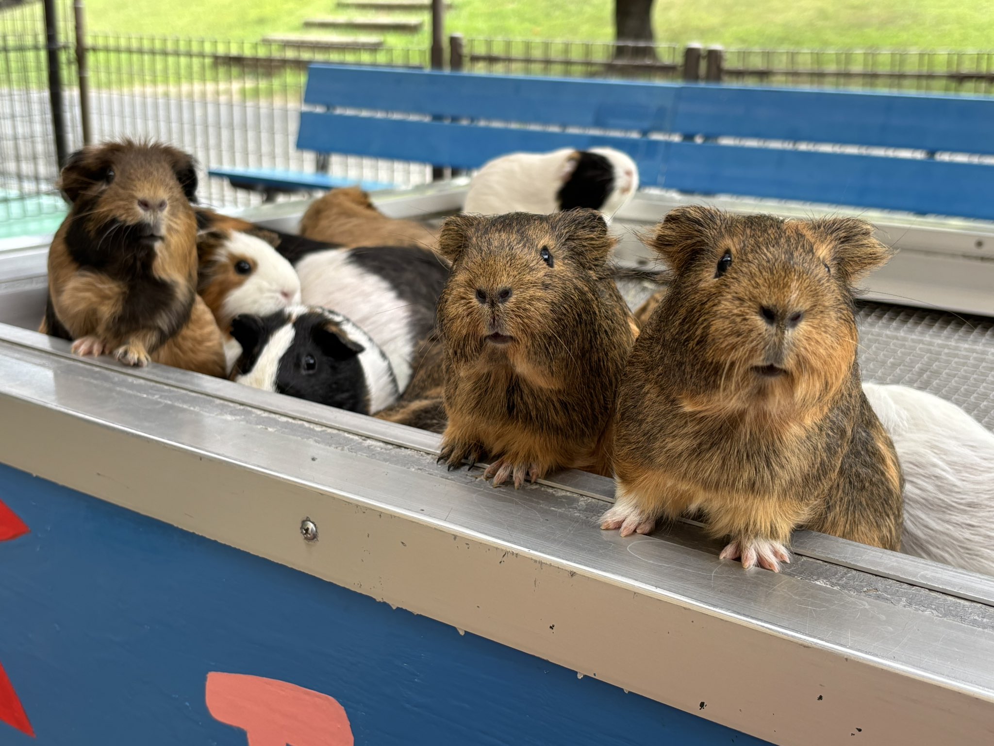 浦安市交通公園【公式】 on X: 