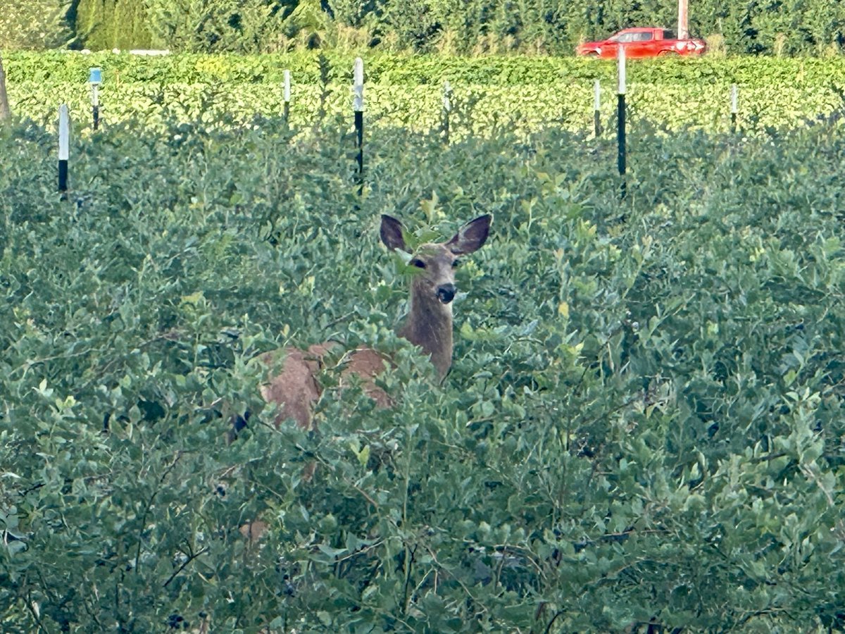Went on a walk this afternoon
