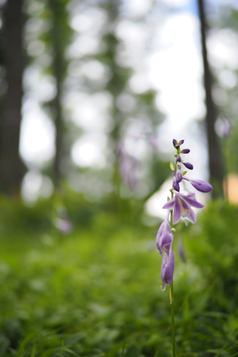 I'm at 大座法師池 in 長野市 swarmapp.com/user/7687254/c…