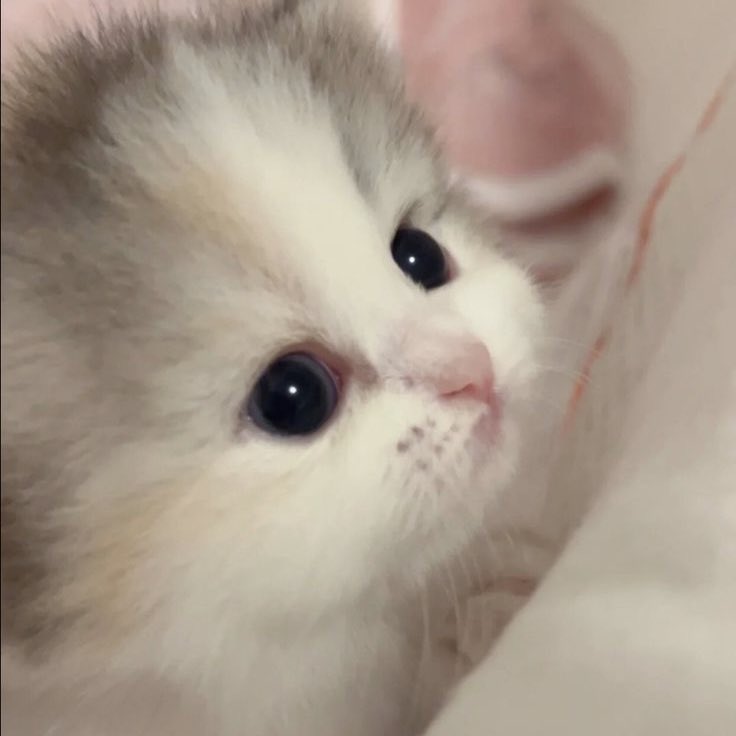 เมี้ยวกุ้โลก