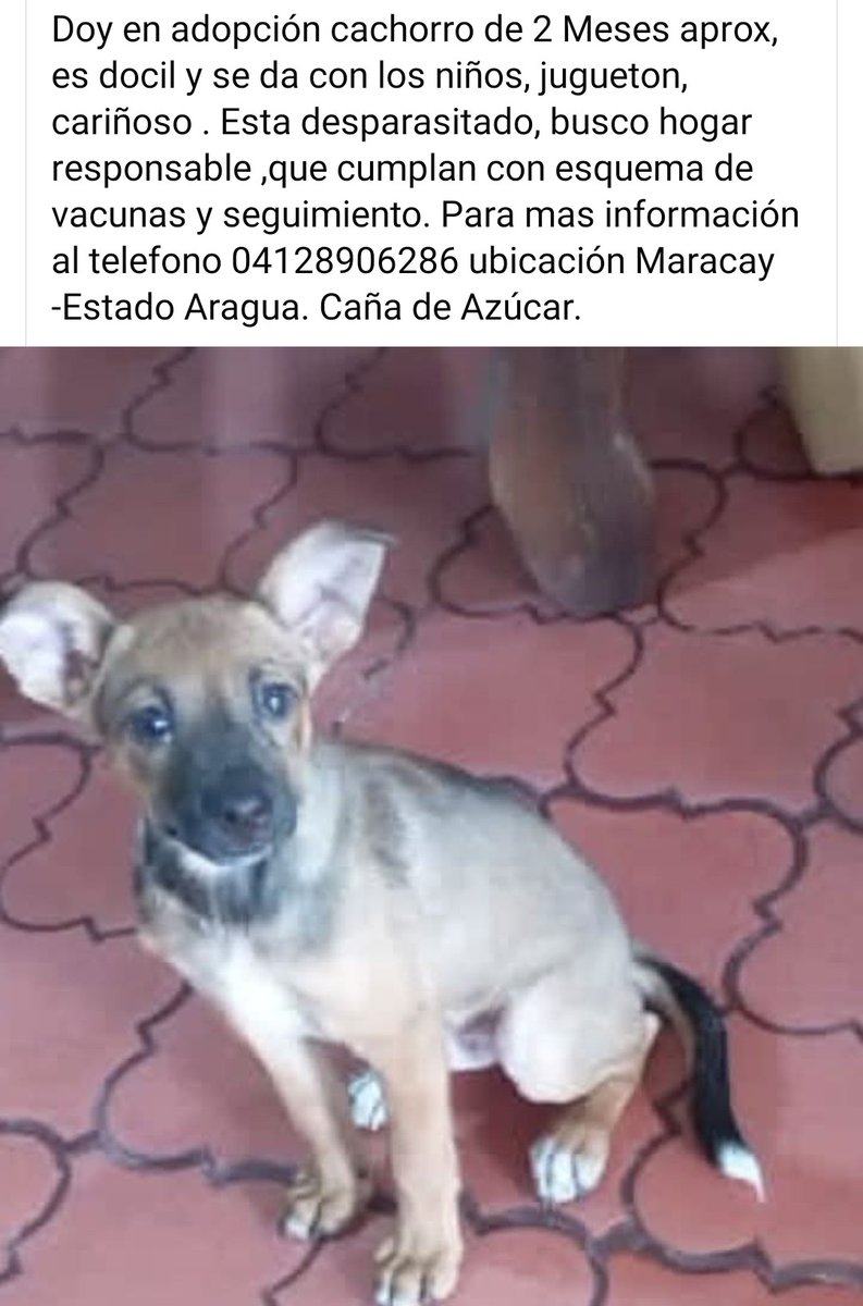 En adopción responsable