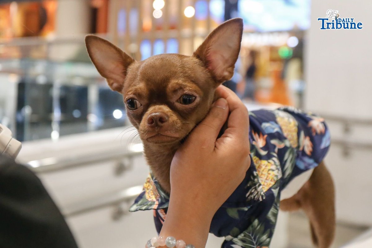 tribunephl's tweet image. CHIEF'S POCKET-SIZED LOVE

A chihuahua is seen on standby near stalls inside a mall in Makati City. Its owner, security guard Mel Arcena, mentioned that the small dog has been a favorite among visitors for quite some time. | Aram Lascano 

#Chihuahua #Makati #DailyTribune