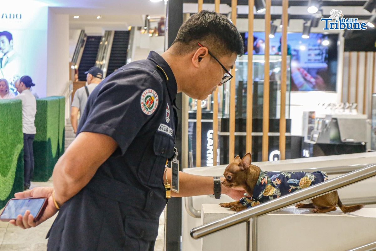 tribunephl's tweet image. CHIEF'S POCKET-SIZED LOVE

A chihuahua is seen on standby near stalls inside a mall in Makati City. Its owner, security guard Mel Arcena, mentioned that the small dog has been a favorite among visitors for quite some time. | Aram Lascano 

#Chihuahua #Makati #DailyTribune