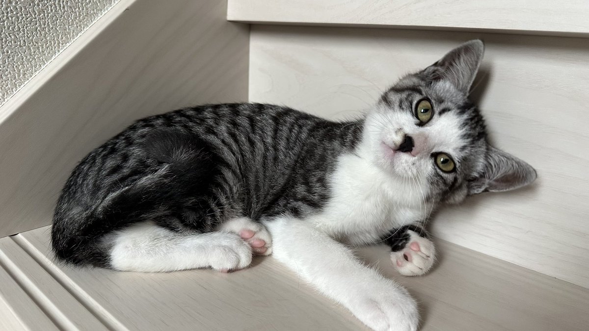 実家近くに現れた保護猫をお迎えする事にしました！これでうちの猫は3匹に🐈‍⬛

生後2ヶ月♂

…そして猫アレルギー再発しました🤣