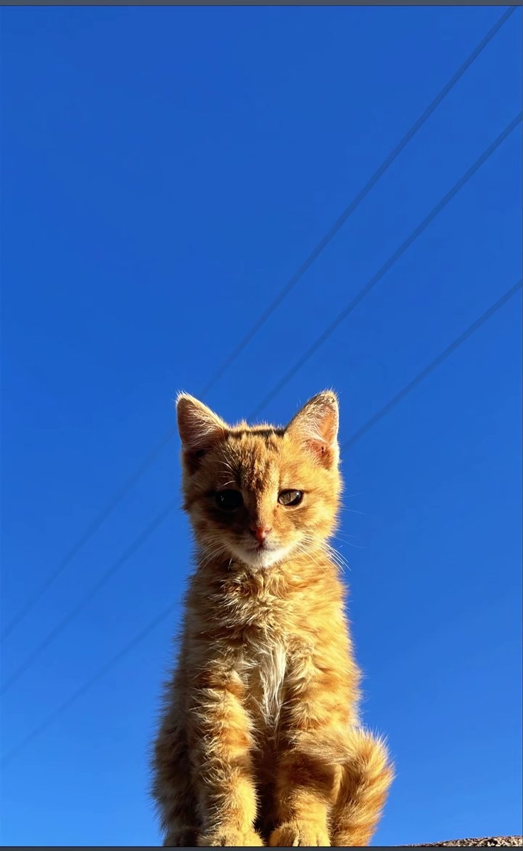 Bao longer tweet media