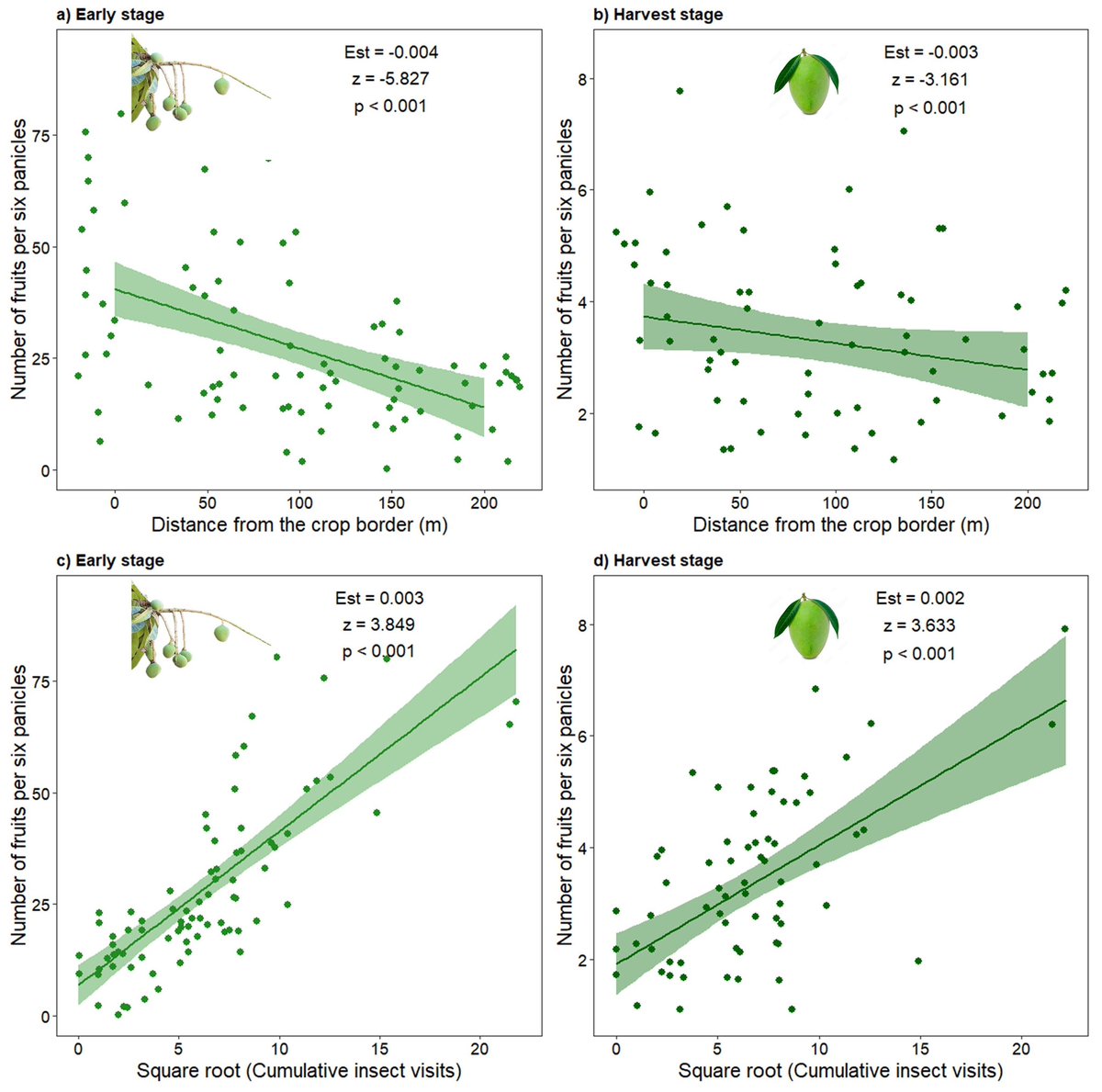 🚨 New research alert! 🚨
Insect flower visitors vary spatiotemporally and influence fruit production in mango orchards.

📄 Read at <a href="/Ecol_Ent/">Ecological Entomology</a> : doi.org/10.1111/een.70…

<a href="/JamesMakinson/">James Makinson</a> <a href="/jimpelaJMC/">James M Cook</a> 

#Pollination #Mango #StinglessBees #Agroecology #Entomology