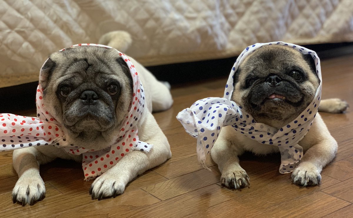 パグの日‼️

世界中のパグが幸せに暮らせますように🥰

#パグの日