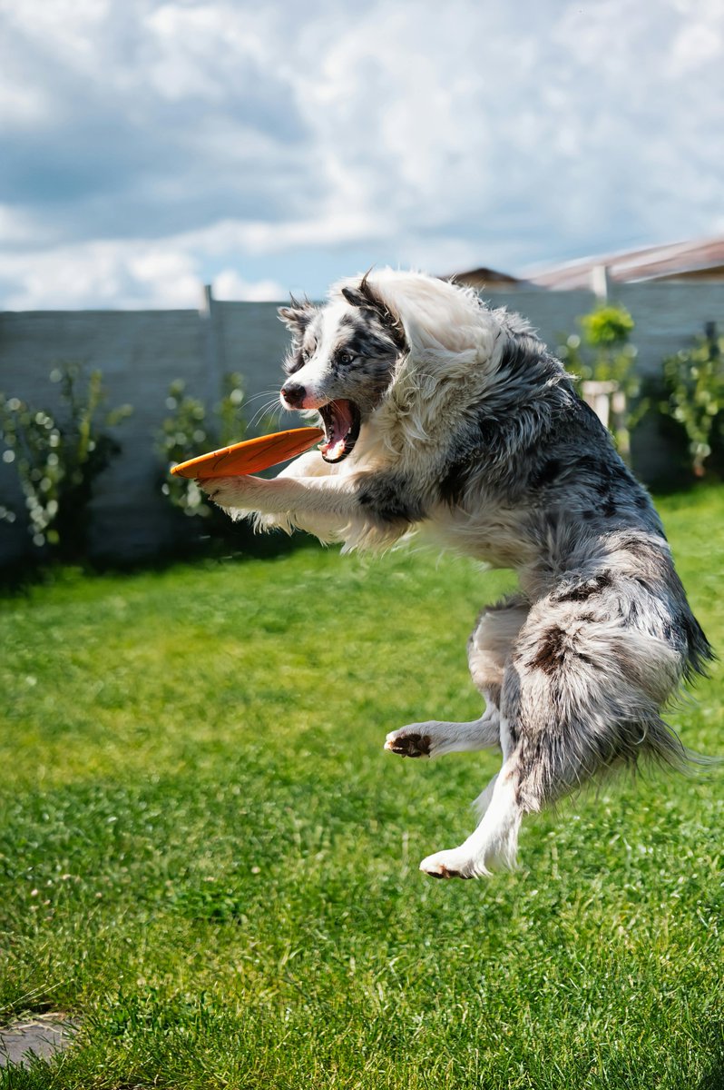 kninepets's tweet image. Pick the perfect toy 🎾, keep the fun in full swing 🐶💨, and make safety part of every fetch for a happy, healthy pup 🐾❤️

kninepets.com

#FetchFun #DogPlaytime #HappyPup #Zoomies #DogToys #PlayAllDay #SafePlay #ActiveDogs #HealthyDogs #PetAdventure