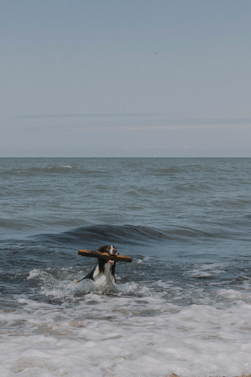 kninepets's tweet image. Grab your pup’s favorite toy 🎾, keep the energy flowing 🐶💨, and make safety the top priority for happy, healthy playtime 🐾❤️

kninepets.com

#FetchFun #DogPlaytime #HappyPup #Zoomies #DogToys #PlayAllDay #SafePlay #ActiveDogs #HealthyDogs #PetAdventure