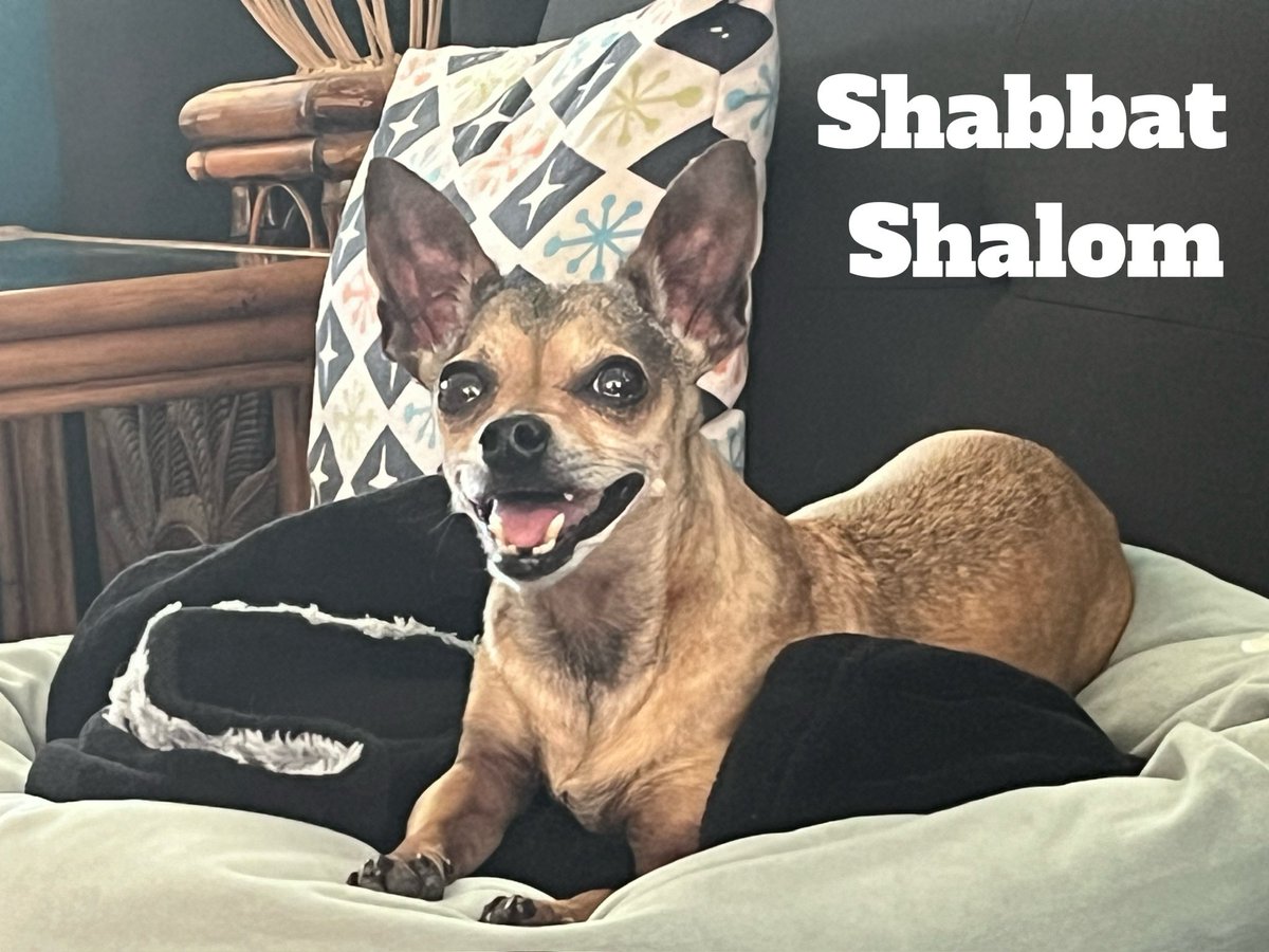 🏴‍☠️ Shelly Martinez🦇 (@shellyfromcali) on Twitter photo 