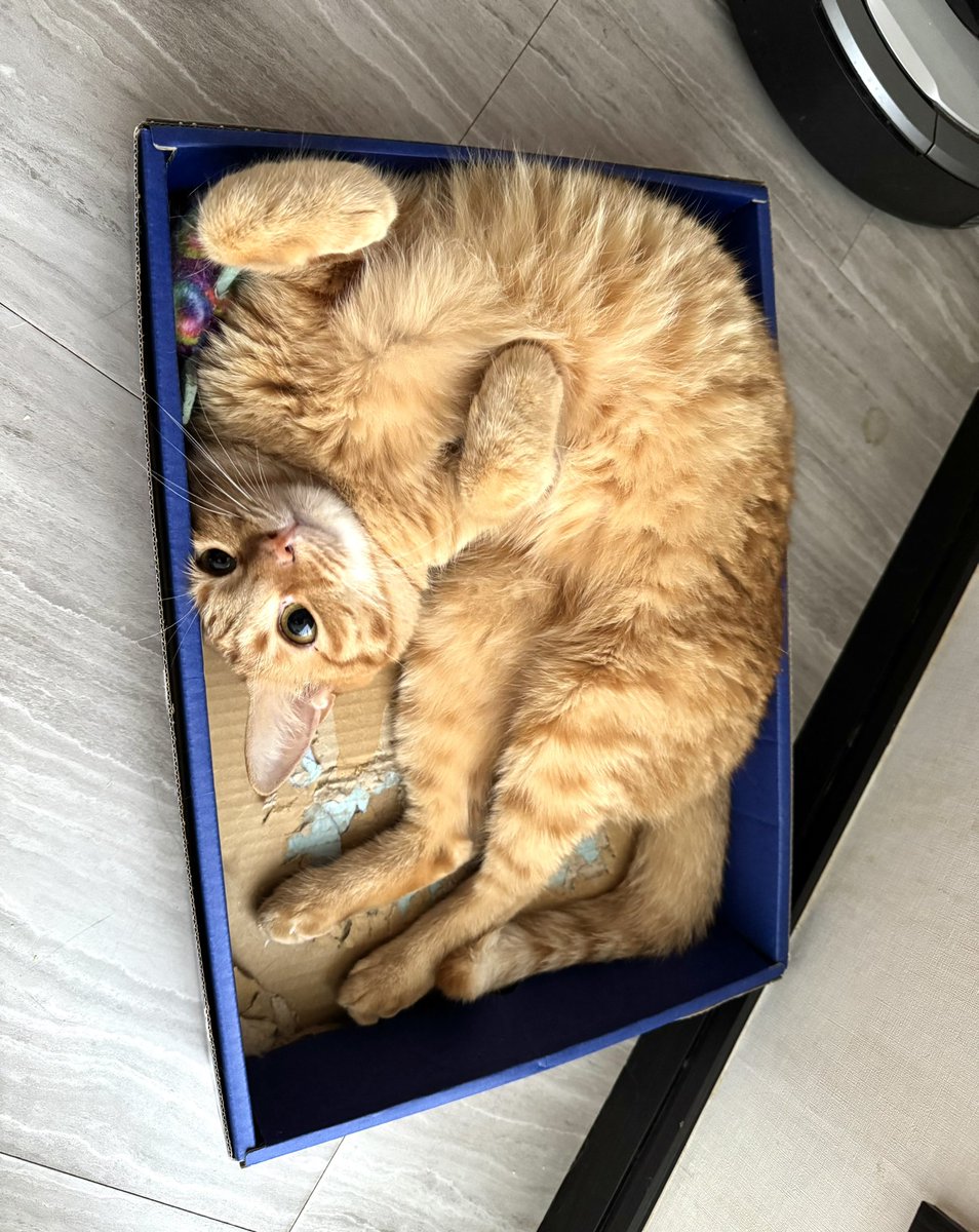 にゃんねこ25匹の猫生活 (@22nekosan) / Posts / X