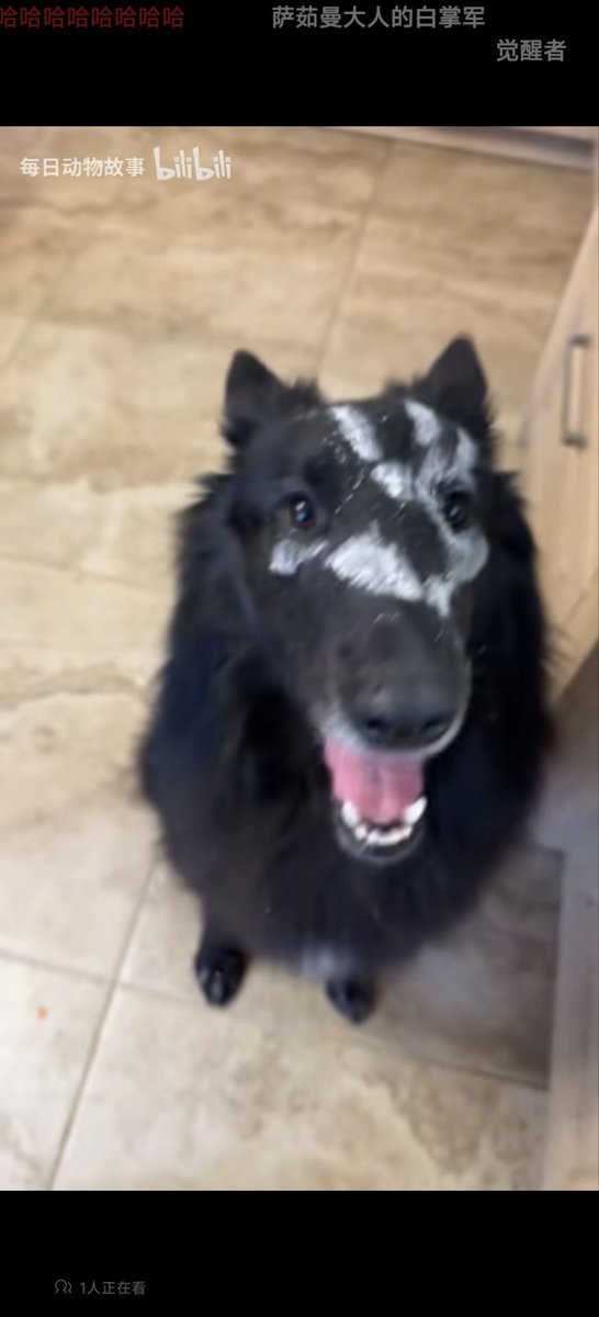 tiger_jiebao's tweet image. my oc