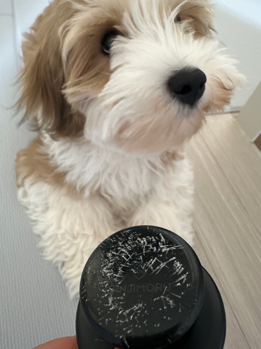 애플 (@lovelyapple1211) on Twitter photo 