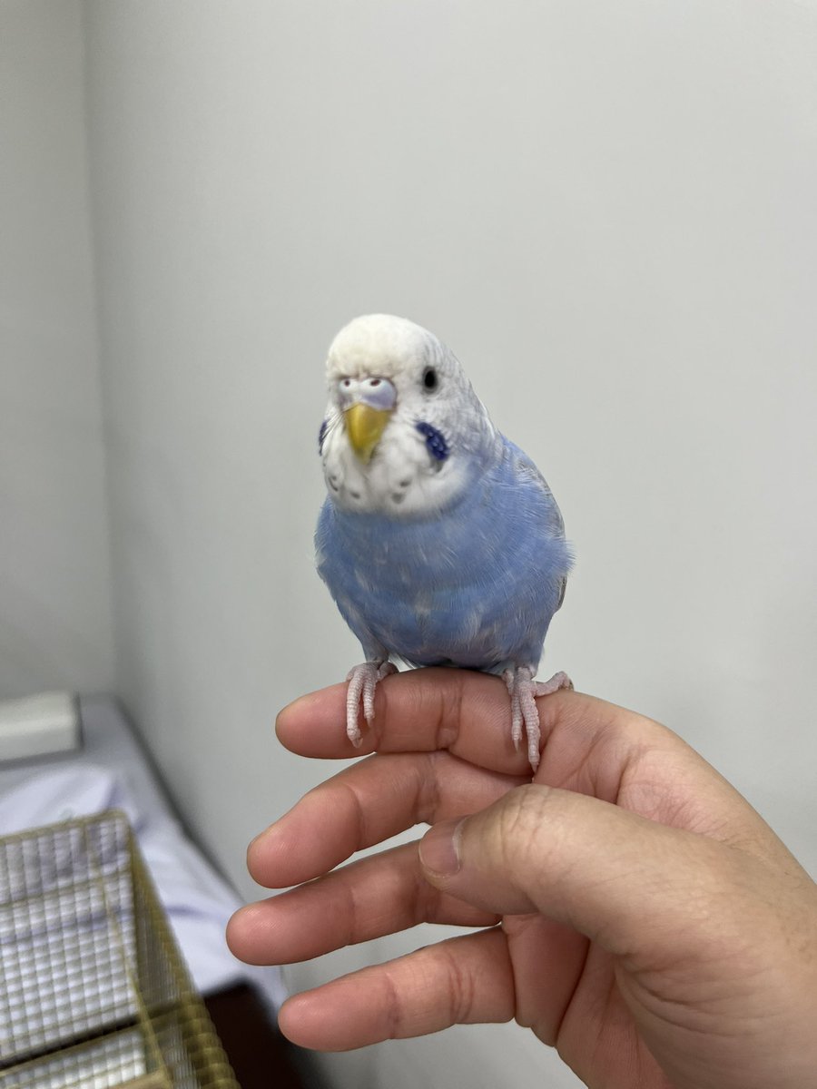 リクエストNO.2537セキセイ アキクサインコ4点セット セキセイインコ - Search / X