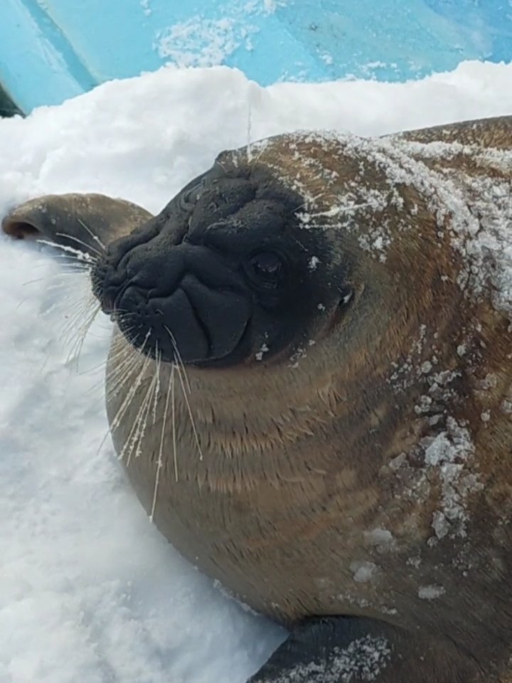 ガソリン集ぷんぷんの
イケアザ🦭かっちゃん

#とっかりセンター
(2024/02)