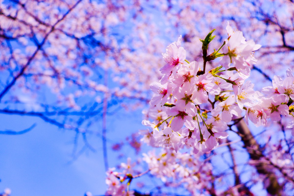 信じて進んだ道にはきっと満開の花が咲き誇ってる。
辛いこと苦しいことあるかもしれない。
それでも、その苦難を乗り越えるからこそ美しい景色にたどり着けるんだと思う。
今が苦しくて辛くても、あなたの努力はきっと報われる。
だから、花咲く未来を信じて進もう。