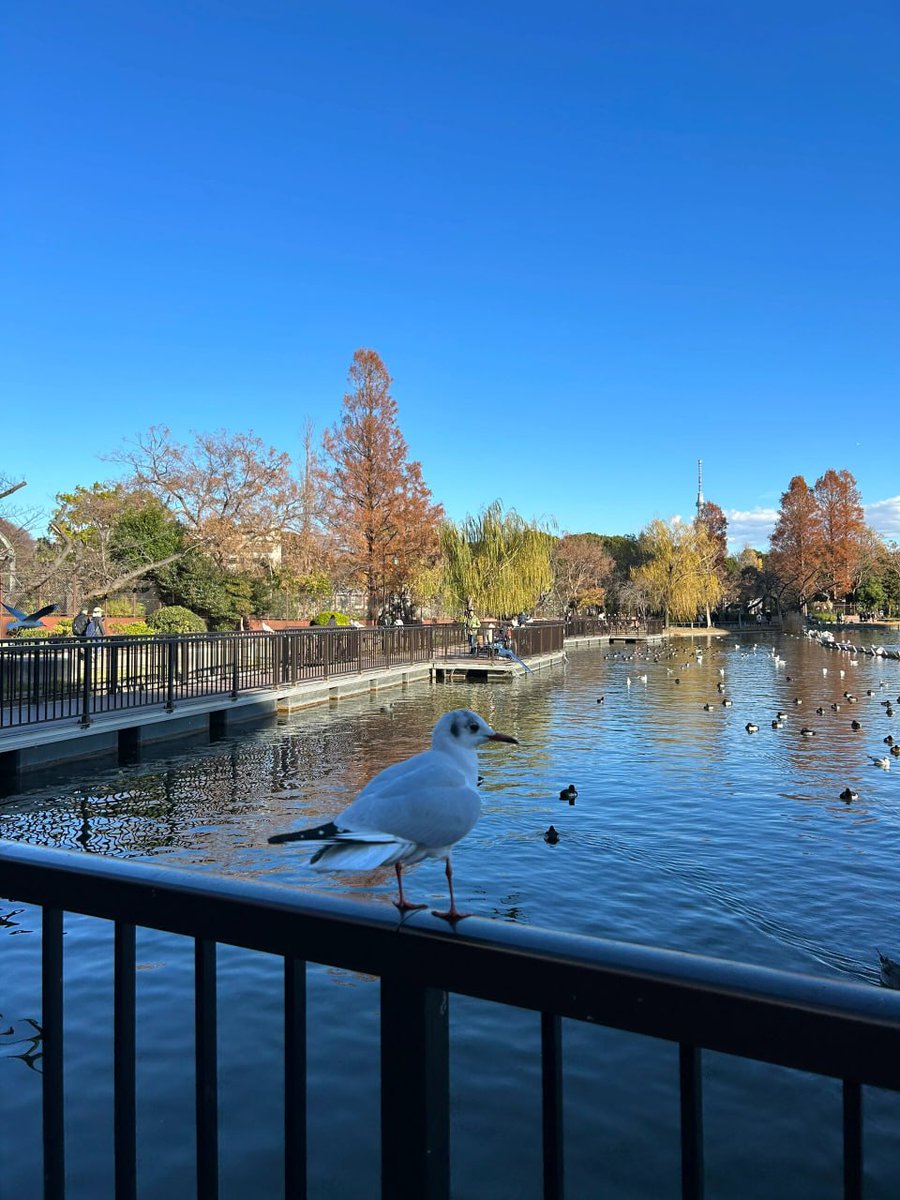 日本东京上野公园风景真是太棒啦，有时间一定要再去一次啦。