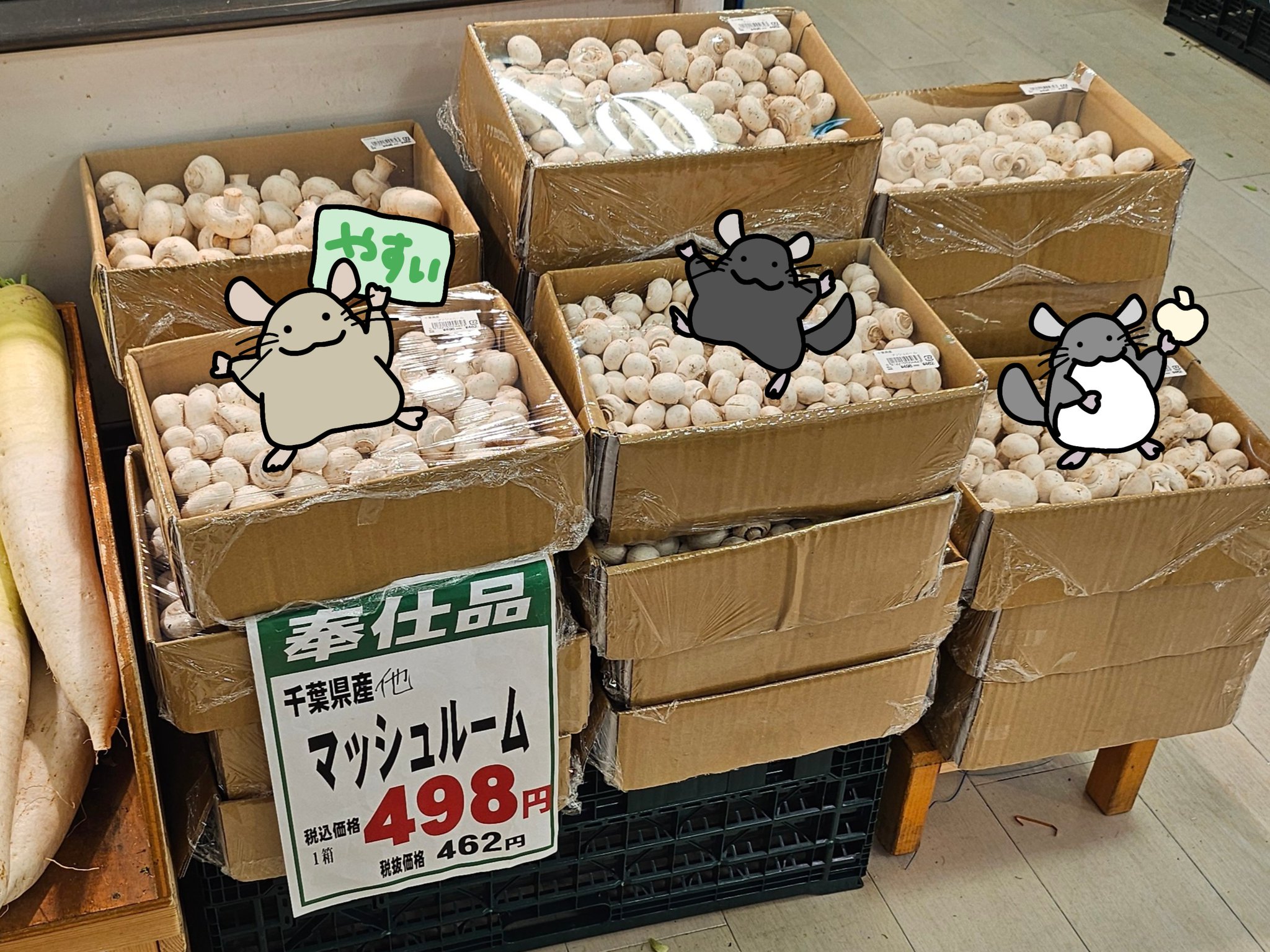 キャンディーズマッシュルーム 本体のみ箱あり 虚無のチンチラ on X: 