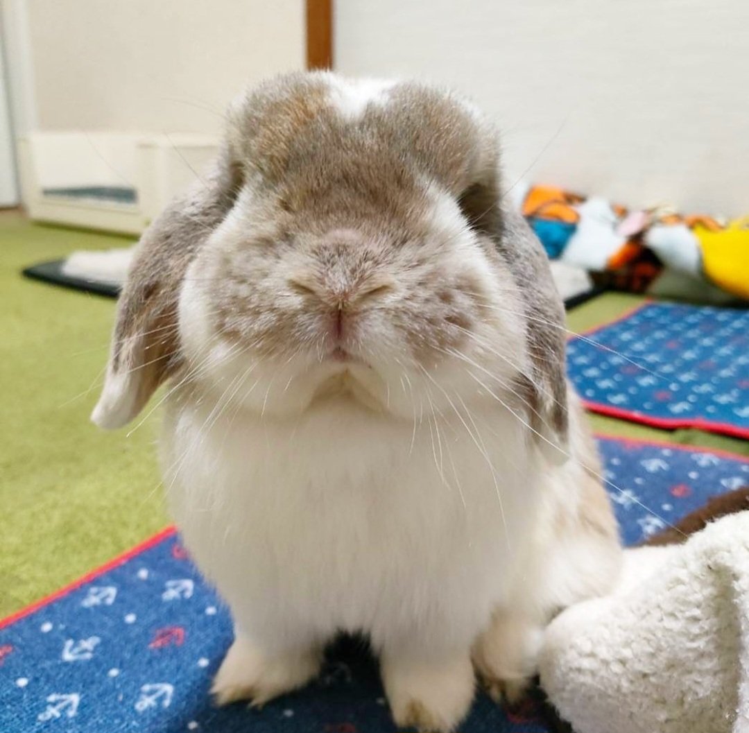 まにゃん👻3匹のうさぎ達 tweet media