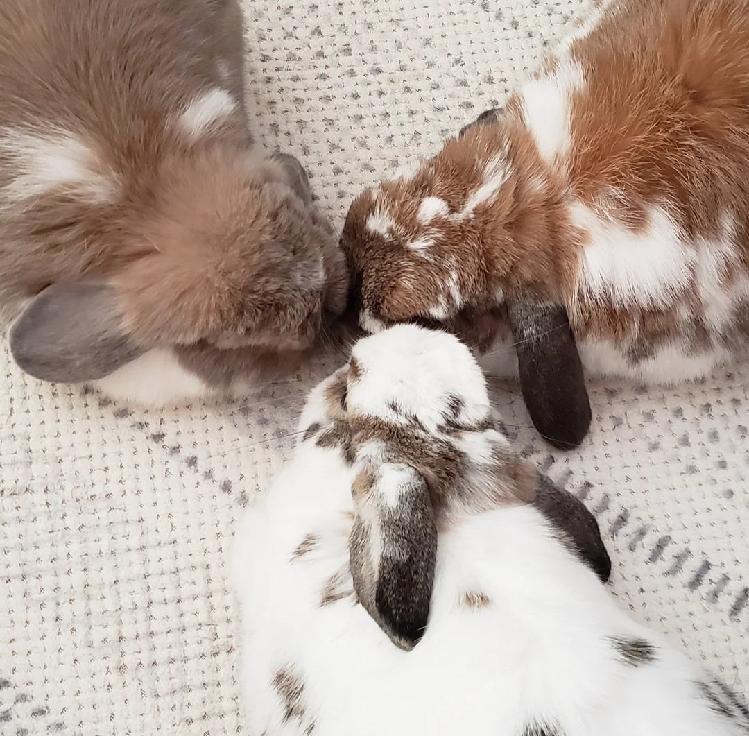 まにゃん👻3匹のうさぎ達 tweet media