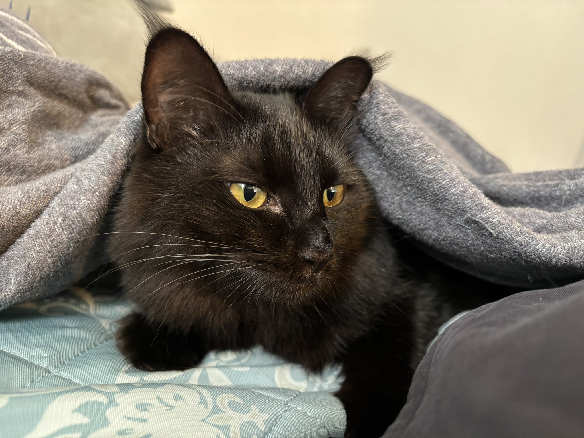 Winnie 黒猫、今日の黒猫、愛猫、野鳥、寝る猫 Winnie 黒猫、今日の黒猫、愛猫、野鳥、寝る猫 Winnie様専用 黒