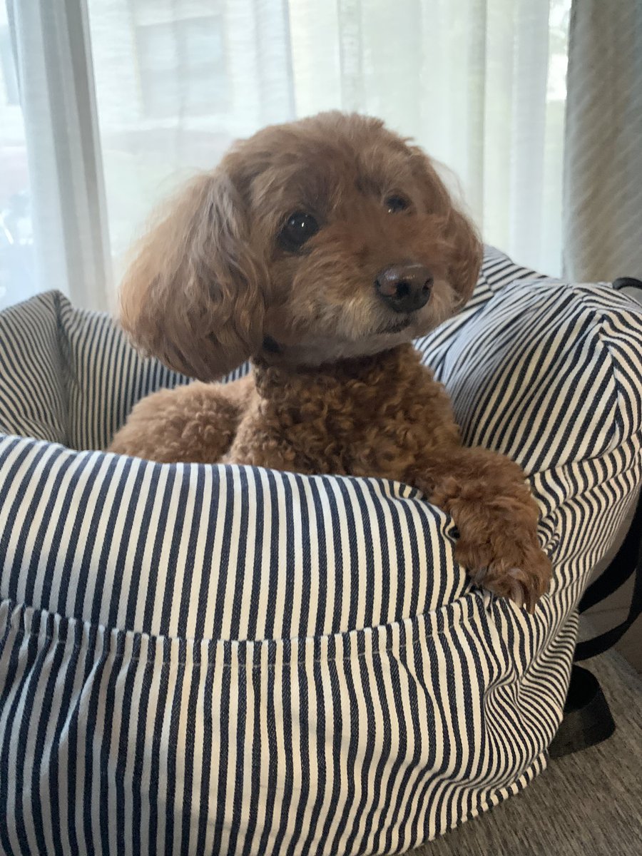 ulalanana4649's tweet photo. 愛犬の写真撮影
#あふれる夢中 https://t.co/1b3ij0oS9v