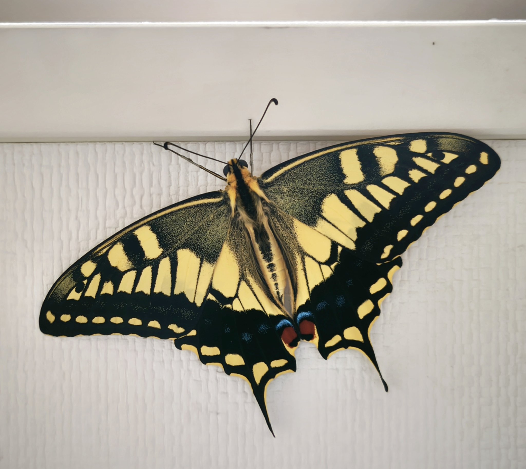 キアゲハ（1メス・ベトナム） ag-onasi1-20200221-namukattien