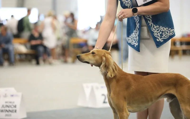 kazinform_eng's tweet photo. #Kazakhstan’s #Tazy dog breed debuts at World Dog Show 2025 after preliminary FCI recognition
https://t.co/XVsHxCJiU4
@cynologique
@canineunion https://t.co/ZgALTI3ey6