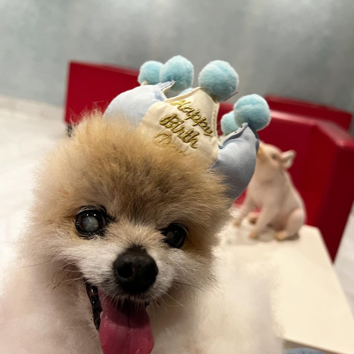 luce_mare's tweet photo. 8/3はルーチェ18歳の誕生日。歯もあるし、食欲もある。部屋の中も積極的に歩く。ありがとう☺️
もう少し一緒にいたい🥰 https://t.co/peFMXHyjgH