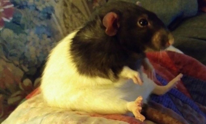 Hoy juega Racing, por fin mi vida tiene sentido de nuevo, yujuu