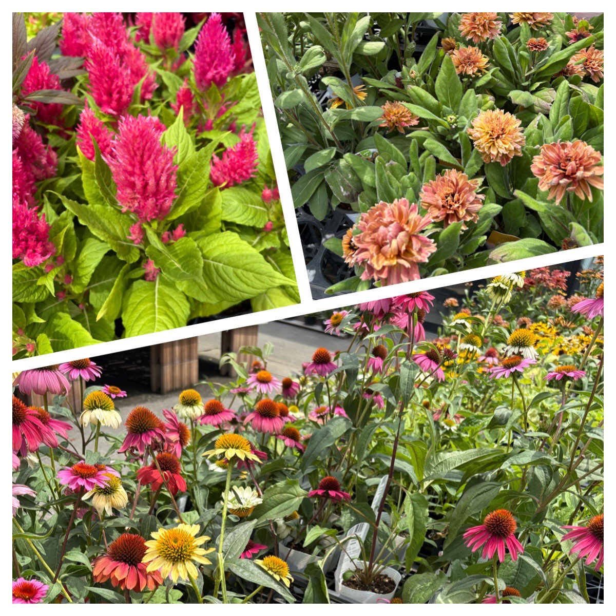 買い物ついでにガーデニングコーナーへ💕💕💕
暑いけど気になる花たくさん🥰🥰🥰

#ガーデニング　#ガーデニングコーナー
#夏の花　#秋の花