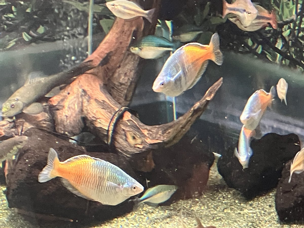 #GalaxyZFold7 #GalaxyZFlip7 #UltraスペックならGalaxy #折りたたみスマホならGalaxy #カワスイ
GALAXYの折りたたみ携帯を見せてもらったけど便利そう✨
お魚の名前はハーフオレンジレインボー🌈