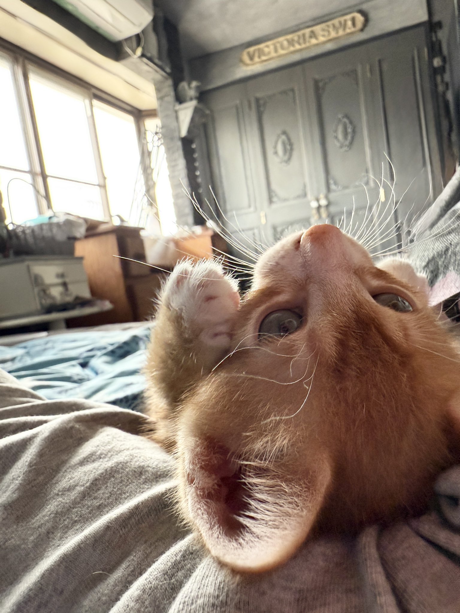 猫の寅 ねこみみベロア トラ猫（しっぽ付き）（ライトグレー） | LOVOT