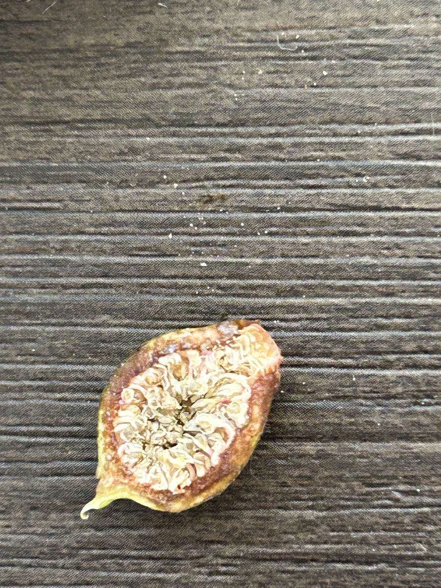 FIG課長 Hivernenca Blanca穂木2本分 Here is an introduction to the fig