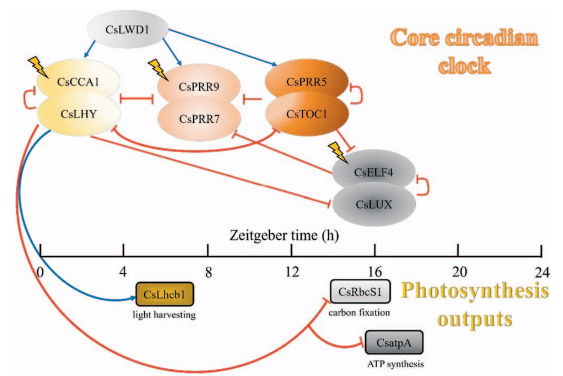 In a study published in Horticulture Research, scientists from Nanjing Agricultural University have uncovered how skeleton photoperiods interfere with the circadian system and photosynthetic performance of tea plants.
#Circadian clock #Photoperiod
Details: doi.org/10.1093/hr/uha…
