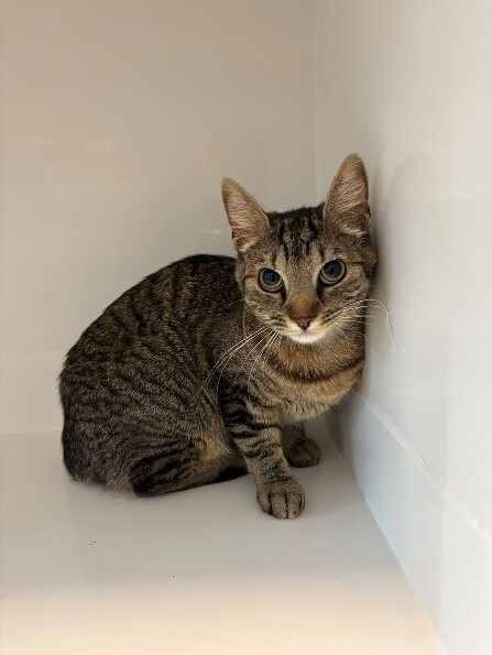 VigiPets.fr (@vigipets) on Twitter photo 🟢 🐱 Chat trouvé le 31/07/2025 à GENNEVILLIERS CEDEX (92).
Femelle / Identifié(e) : Non
☎️ 01 47 98 82 64
📧 gennevilliers@sacpa.fr
#VigiPets #chatperdu #chattrouve #chat #perdu #trouve 🟢 🐱 Chat trouvé le 31/07/2025 à GENNEVILLIERS CEDEX (92).
Femelle / Identifié(e) : Non
☎️ 01 47 98 82 64
📧 gennevilliers@sacpa.fr
#VigiPets #chatperdu #chattrouve #chat #perdu #trouve
