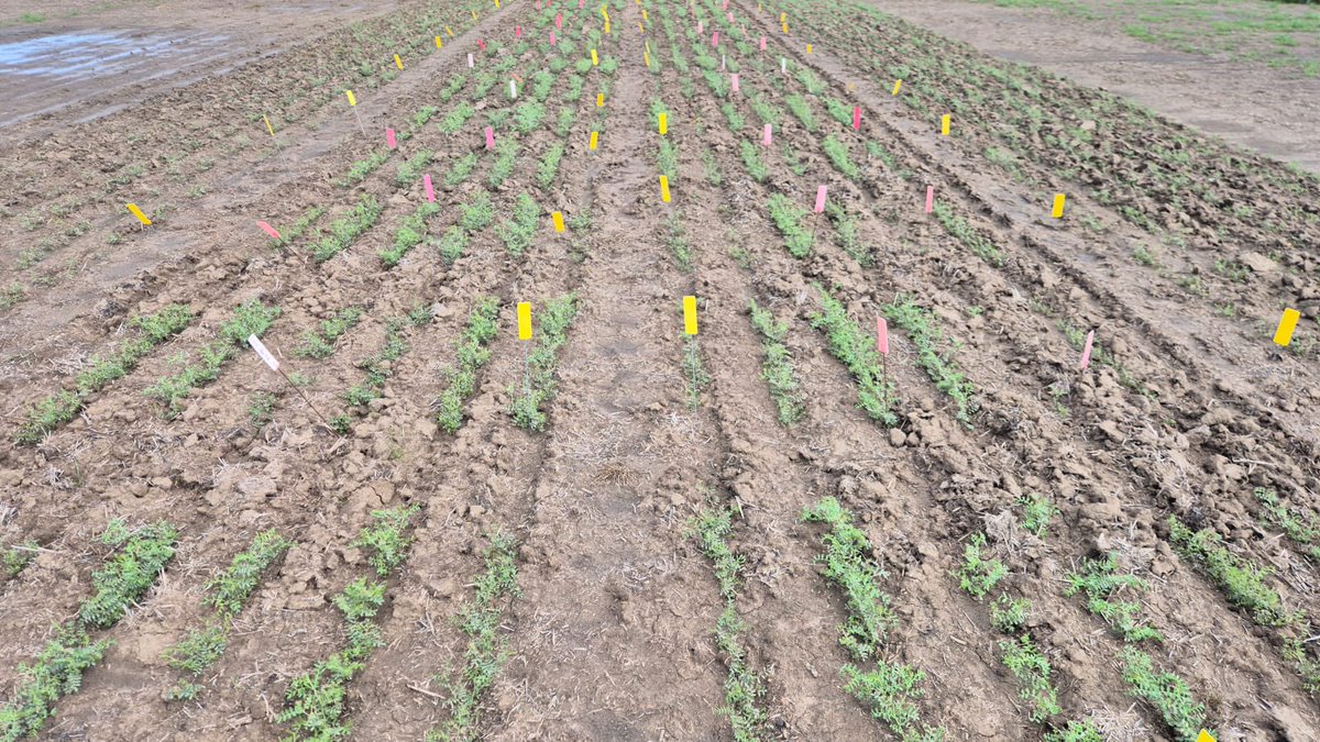 ChickpeasVariety x Disease Resistance research for <a href="/theCCDM/">CCDM</a>   Small plot and micro-plots for genetic evaluations of BGM tolerance. Planting and maintenance by Crop Circle Research Team.  
Photos <a href="/jsawyer97/">Jack Sawyer</a>