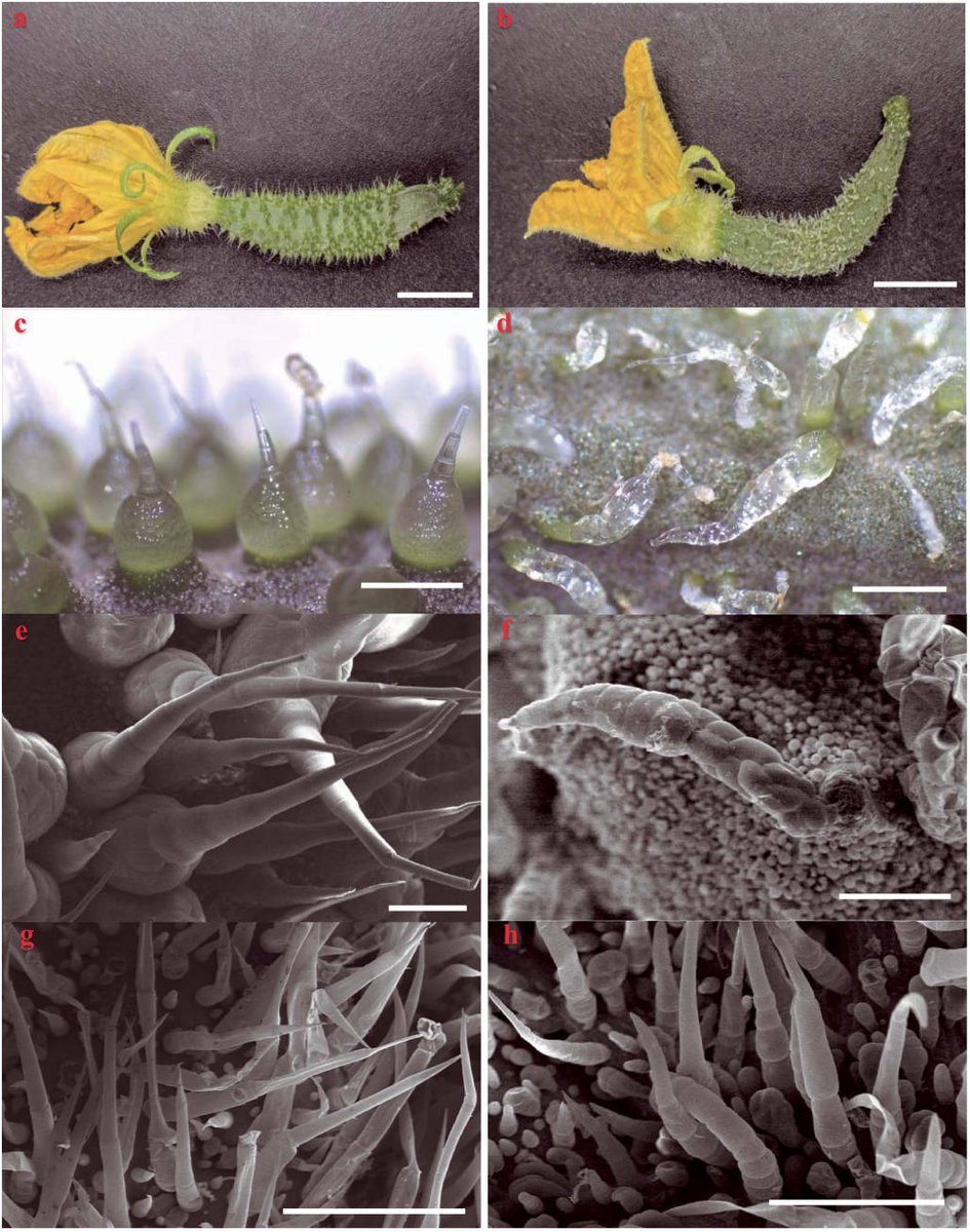 The study, published August 14, 2024, in Horticulture Research, demonstrates how this single gene controls spine formation by modulating cell division, wall composition, and intracellular transport. 
#CsTs #Cucumber
Details: doi.org/10.1093/hr/uha…
